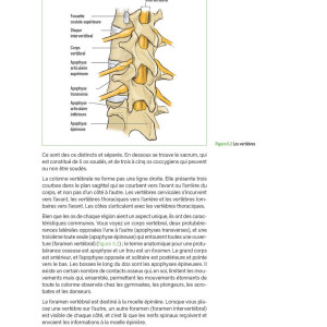 Livre Anatomie du Footballeur 4TRAINER | Guide Entraînement Football